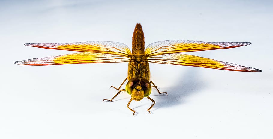 giallo, Marrone, libellula, insetto, vicino, natura, animale, avvicinamento, ala animale, macro, isolato, invertebrato, temi animali, girato in studio, un animale, fauna selvatica, parte del corpo animale, in casa, animali allo stato selvatico, sfondo bianco, cibo, nessuno, antenna animale, 4K