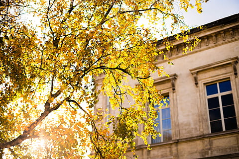 selectief, focus fotografie, boom, gouden, uur, beige, beton, huis, naast, gebouw, architectuur, zonlicht, bokeh, fabriek, buitenkant van het gebouw, herfst, lage hoekweergave, ingebouwde structuur, natuur, groei, tak, geel, schoonheid in de natuur, verandering, geen mensen, dag, bloem, buitenshuis, bloeiende plant, lente, kersenbloesem, 5K, CC0, publiek domein, royaltyvrij