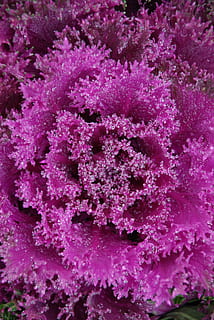 goccia d'acqua, foglia verde, foresta, ramo, acqua, far cadere, verde, foglia, natura, nessuno, pianta, sottomarino, subacqueo, viola, colore rosa, scogliera, corallo, mare, vita marina, marino, fauna selvatica, animali allo stato selvatico, animale, temi animali, bellezza nella natura, invertebrato, avvicinamento, corallo molle, ecosistema, 4K, CC0, dominio pubblico, privo di copyright