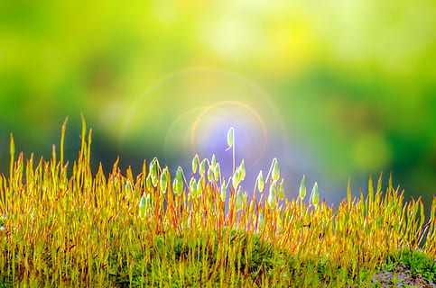 grønn, gress makro foto, skog, makro, vår, mose, myk, abstrakt, organisk, gress, flate, utendørs, våt, naturlig, parkere, flora, brun, liv, blad, natur, anlegg, sommer, grønn farge, bakgrunn, skjønnhet i naturen, vekst, felt, land, ingen folk, ro, gul, fokusere på forgrunnen, selektiv fokusering, miljø, dag, sollys, friskhet, landskap, blomst, våren, lys, 1080P, CC0, offentlig domene, opphavsrett gratis