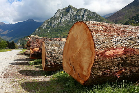 troncs, arbres, tronc de l'arbre, escorça, planta, fusta, muntanya, Serra, escena rural, naturalesa, paisatge, dia, a l'aire lliure, escenics, cap gent, neu, escenics - natura, material de fusta, cel, arquitectura, núvol - cel, terra, herba, bellesa a la natura, camp, registre, estructura construïda, cim de muntanya, 5K, CC0, domini públic, lliure de regalies