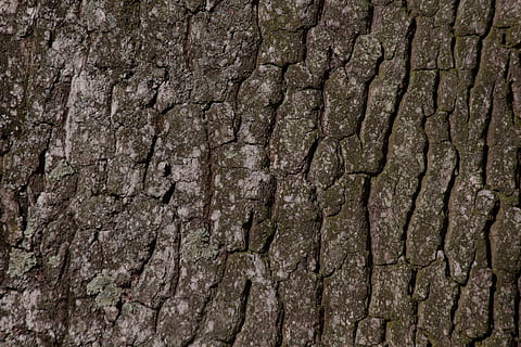 abbaiare, albero, quercia, vecchio, strato, migliore, vecchia quercia, Abbandonare la corteccia, verde, Marrone, natura, tessere, sfondi, modello, strutturato, tronco d'albero, legno - materiale, avvicinamento, foresta, asciutto, ruvido, astratto, macro, Materiale, pianta, screpolato, nessuno, fotogramma intero, tronco, corteccia vegetale, giorno, all'aperto, modello naturale, caratteristica della parete, effetto strutturato, 4K, CC0, dominio pubblico, privo di copyright