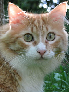 gato, mascota, cara, macro, cerrar, rojo, Cara de gato, gato rojo, cabeza, animal, atención, tabby caballa roja, curioso, piel, retrato de gato, retrato, retrato de animal, Gato domestico, mascotas, bigotes, mirando a la cámara, felino, nacional, animales domesticos, mamífero, un animal, vertebrado, de cerca, parte del cuerpo del animal, centrarse en primer plano, nadie, ojo de animal, Gato anaranjado, hocico, 2K, CC0, dominio público, libre de derechos
