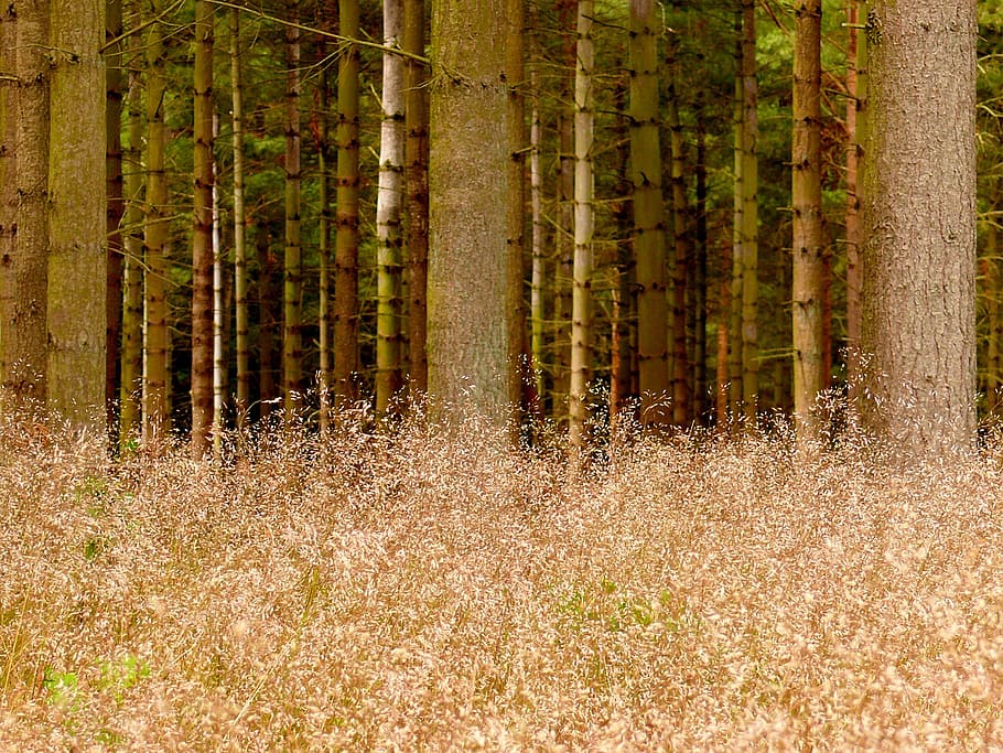 floresta, grama, árvore, tribo, registro, terra, plantar, crescimento, tranquilidade, natureza, beleza na natureza, tronco, tronco de árvore, ninguém, dia, cena não urbana, cena tranquila, panorama, controlo remoto, scenics - natureza, ao ar livre, meio Ambiente, bambu - planta, 2K
