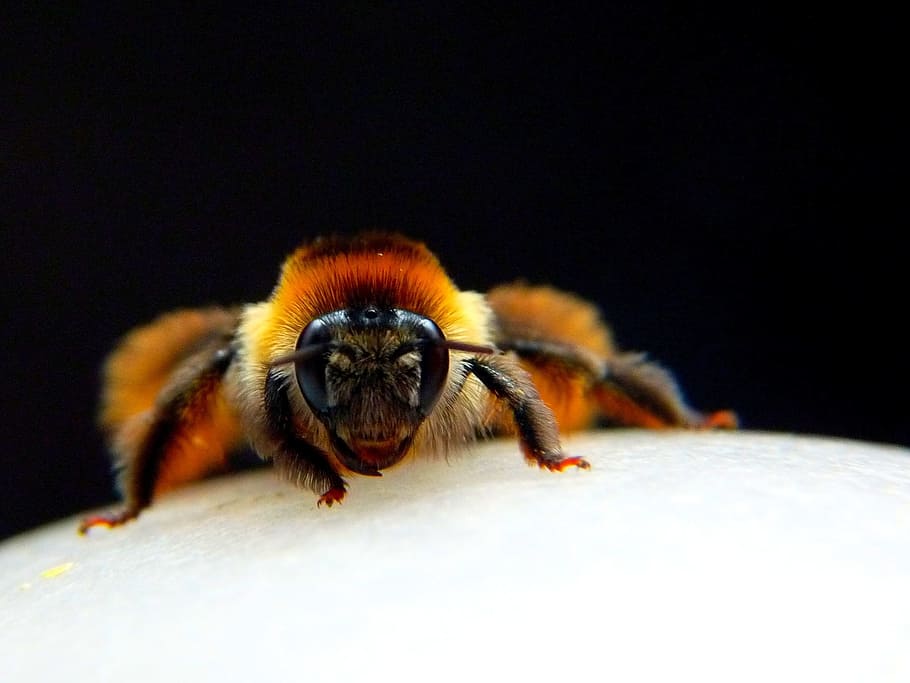 insetto, macro, essere, grande, ape, animale, natura, avvicinamento, giallo, colore nero, un animale, temi animali, fauna selvatica, animali allo stato selvatico, sfondo nero, invertebrato, nessuno, girato in studio, aracnide, in casa, ragno, messa a fuoco selettiva, artropodo, ritratto, vista frontale, occhio animale, aggressione, 1080P