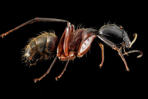 rød, svart, myre tapet, arbeider myr, makro, insekt, montert, bug, dyreliv, natur, nærbilde, profil, camponotus kromaioder, portrett, antenne, ben, du er geologisk undersøkelse, svart bakgrunn, dyr, dyre temaer, studio skudd, ett dyr, virvelløse, leddyr, dyr i naturen, arachnid, ingen folk, dyr kroppsdel, innendørs, skjære ut, zoologi, krabbe, dyr bein, marine, giftig, dyr øye, 1080P, CC0, offentlig domene, opphavsrett gratis