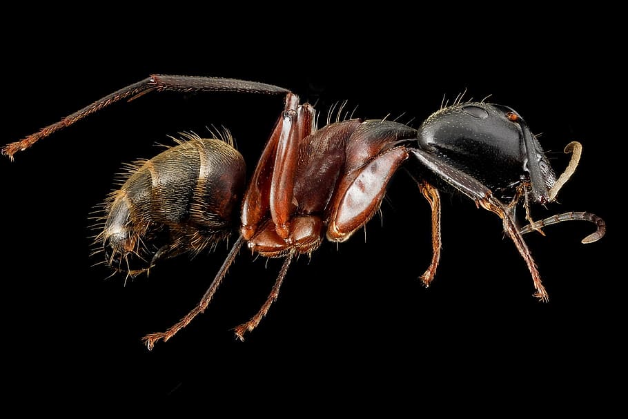 rød, svart, myre tapet, arbeider myr, makro, insekt, montert, bug, dyreliv, natur, nærbilde, profil, camponotus kromaioder, portrett, antenne, ben, du er geologisk undersøkelse, svart bakgrunn, dyr, dyre temaer, studio skudd, ett dyr, virvelløse, leddyr, dyr i naturen, arachnid, ingen folk, dyr kroppsdel, innendørs, skjære ut, zoologi, krabbe, dyr bein, marine, giftig, dyr øye, 1080P