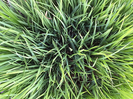 Hintergrund, Textur, Gras, Grün, Frühling, üppig, weich, cool, organisch, Umgebung, grüne Farbe, Pflanze, Vollbild, Wachstum, Hintergründe, Tag, Natur, Schönheit in der Natur, Pflanzenteil, Nahansicht, Blatt, keine Leute, High Angle View, Frische, Feld, draußen, Land, Essen und Trinken, Lebensmittel, Kraut, 2K, CC0, gemeinfrei, lizenzfrei