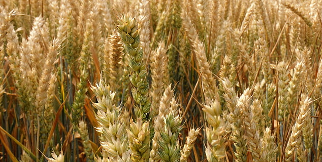 campo di grano, Grano, campo di mais, arabile, agricoltura, spuntone, illuminazione, ringraziamento, halm, pianta di cereali, pianta, raccolto, crescita, scena rurale, azienda agricola, natura, paesaggio, campo, nessuno, avvicinamento, fotogramma intero, sfondi, terra, bellezza nella natura, giorno, la tranquillità, luce del sole, all'aperto, avena - coltura, 4K, CC0, dominio pubblico, privo di copyright