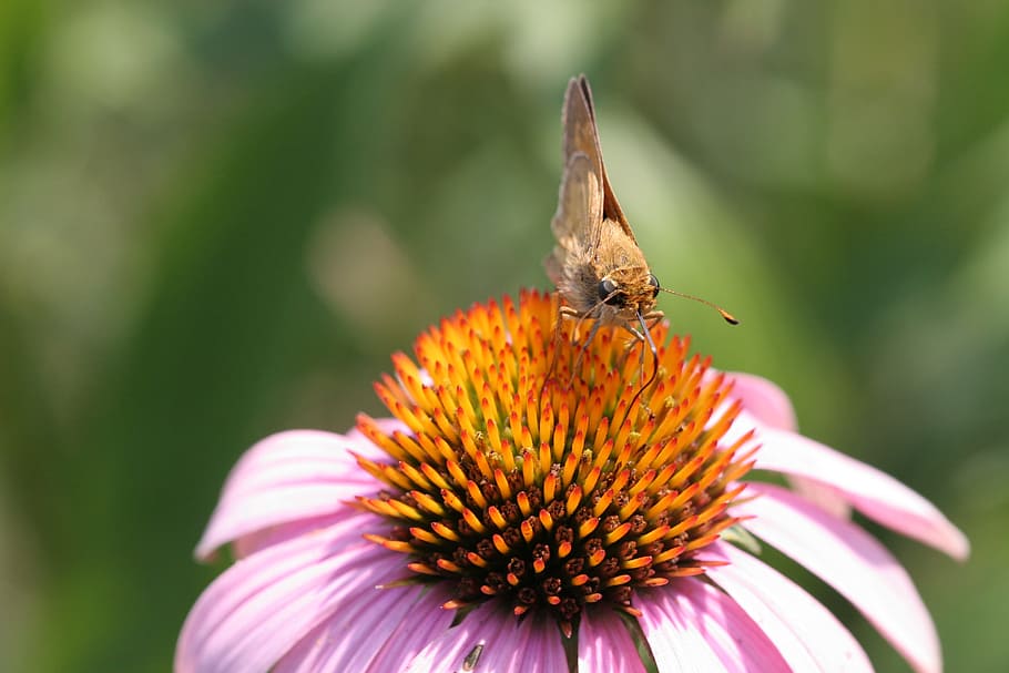 flor, papallona, insecte, error, llengua, primer pla, macro, sol, rosa, taronja, kentucky, primavera, planta amb flors, fragilitat, temes d'animals, un animal, animal, vulnerabilitat, pètal, fauna animal, invertebrat, animals a la natura, bellesa a la natura, cap de flor, frescor, planta, creixement, inflorescència, pol·len, polinització, cap gent, a l'aire lliure, ala dels animals, papallona - insecte, 2K