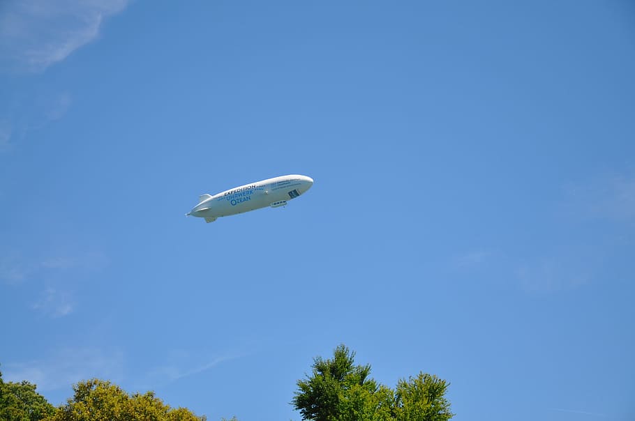 zeppelin, volar, aviació, cel, arbre, vista d’angle baix, planta, blau, volant, dia, naturalesa, cap gent, a l'aire, un animal, vehicle aeri, transport, vertebrats, a l'aire lliure, cel clar, animal, fauna animal, temes d'animals, 4K