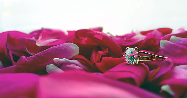 ring, bryllup, lys, blød, roser, guld, krystal, blomst, kronblad, rosenblomst, natur, plante, lyserød farve, blomstrende plante, tæt på, friskhed, skønhed i naturen, blomsterhoved, skrøbelighed, ingen mennesker, sårbarhed, blomsterstand, selektiv fokusering, vækst, dag, udendørs, pollen, botanik, lilla, buket, blomster arrangement, 4K, CC0, offentligt domæne, royaltyfrie