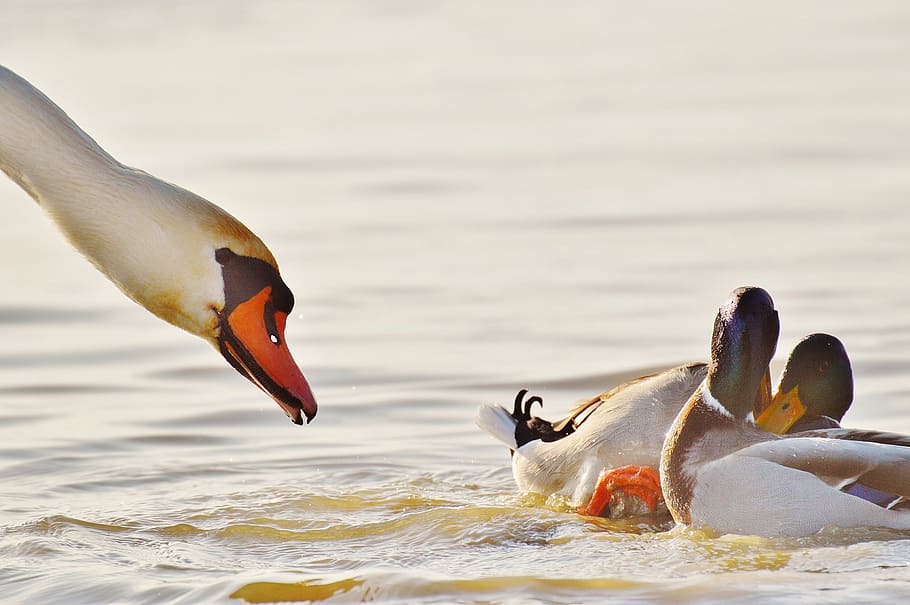 ànecs, parell, cigne, ploma, parella, naturalesa, plomatge, factura, aigua, parell d’ànecs, aus aquàtiques, dos, ocell aquàtic, món animal, animals a la natura, temes d'animals, fauna animal, animal, ocell, vertebrats, grup d’animals, llac, cap gent, dia, nedar, centrar-se en primer pla, bec, bellesa a la natura, davant del mar, a l'aire lliure, 1080P
