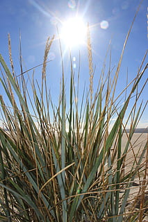 Sonne, Strand, Düne, Gras, Marram Gras, Wachstum, Himmel, Pflanze, Sonnenlicht, Schönheit in der Natur, Natur, Ruhe, Tag, Linseneffekt, Nahansicht, Sonnenstrahl, keine Leute, Land, Feld, sonnig, Landwirtschaft, Landschaft, Ernte, hell, draußen, Grashalm, Stiel, 5K, CC0, gemeinfrei, lizenzfrei