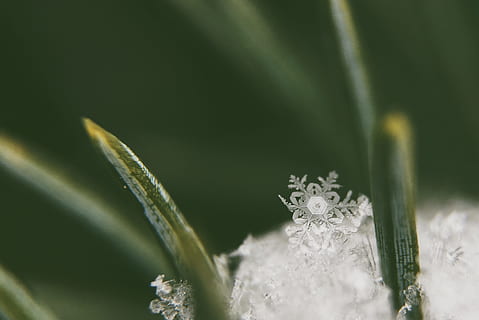 Foto, hvid, sneflager, grøn, blad, makro, sne, flake, snefnug, tæt på, vinter, kold, iskrystal, krystal, is, frost, plante, selektiv fokusering, blomst, ingen mennesker, grøn farve, natur, skønhed i naturen, blomstrende plante, kold temperatur, friskhed, græs, hvid farve, plante del, Frosset, kreativitet, sort baggrund, græsblad, 2K, CC0, offentligt domæne, royaltyfrie