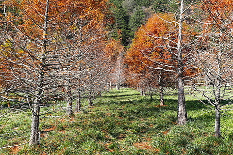 pi, primavera, arbres, bosc, vistes escèniques, planta, feng bi, muntanya, arbre, terra, tardor, bellesa a la natura, naturalesa, tranquil·litat, creixement, canvi, escenics - natura, escena tranquil·la, cap gent, escena no urbana, idíl·lic, dia, medi ambient, paisatge, tronc de l'arbre, a l'aire lliure, col·lecció de tardor, bosc de pi, caure, 2K, CC0, domini públic, lliure de regalies