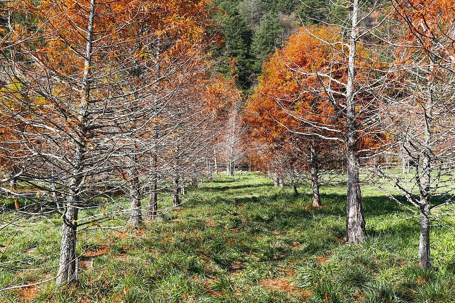 pi, primavera, arbres, bosc, vistes escèniques, planta, feng bi, muntanya, arbre, terra, tardor, bellesa a la natura, naturalesa, tranquil·litat, creixement, canvi, escenics - natura, escena tranquil·la, cap gent, escena no urbana, idíl·lic, dia, medi ambient, paisatge, tronc de l'arbre, a l'aire lliure, col·lecció de tardor, bosc de pi, caure, 2K