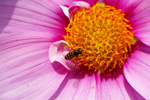 hoverflies, cosmos, pollen, macro, flower, flowering plant, petal, animal themes, beauty in nature, animal, animal wildlife, invertebrate, insect, freshness, flower head, close-up, animals in the wild, bee, plant, fragility, pink color, one animal, vulnerability, pollination, no people, purple, springtime, outdoors, bumblebee, 4K, CC0, public domain, royalty free