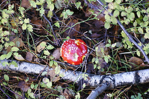 toadstool, bolets, bosc, arbres, tardor, temporada, menjar, creixement, planta, fong, vegetals, naturalesa, dia, cap gent, terra, camp, bolet agàric de mosca, primer pla, vermell, vista d’angle alt, menjar i beguda, part de la planta, full, a l'aire lliure, verinós, 4K, CC0, domini públic, lliure de regalies