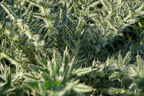 cardo, pianta, natura, sperone, spinoso, verde, vicino, crescita, colore verde, nessuno, fotogramma intero, campo, giorno, messa a fuoco selettiva, avvicinamento, bellezza nella natura, parte vegetale, foglia, terra, agricoltura, cibo, raccolto, sfondi, all'aperto, cibo e bevande, piantagione, erba, 5K, CC0, dominio pubblico, privo di copyright
