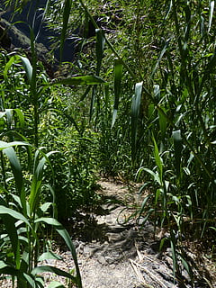 toli, kelias, tankis, šveitimas, nendrės, schilrohrdickicht, phragmites australis, phragmites communis trin, saldymedis, poaceae, augimą, daržovių, Žemdirbystė, augalų, žalia spalva, pobūdį, grožis gamtoje, augalų dalis, lapai, ramybė, dieną, medis, nėra žmonių, žemės, pėsčiųjų takas, miškas, bambuko augalas, ramioje scenoje, lauke, kryptis, saulės šviesa, kraštovaizdį, 4K, CC0, Viešasis domenas, nemokamai