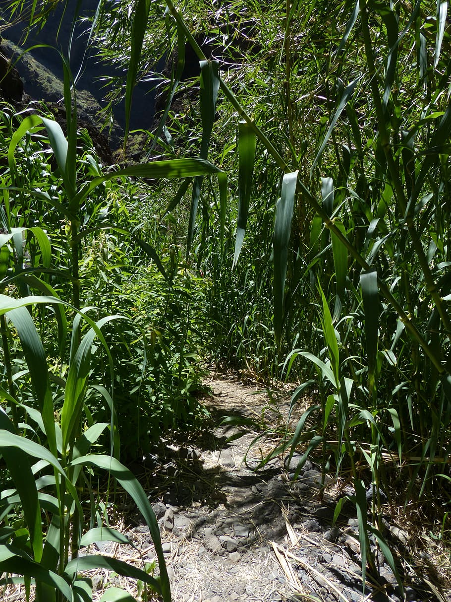 lluny, Camí, matollar, fregar, canyes, schilrohrdickicht, canya, phragmites australis, phragmites communis trin, regalèssia, poaceae, creixement, vegetals, agricultura, planta, color verd, naturalesa, bellesa a la natura, part de la planta, full, tranquil·litat, dia, arbre, cap gent, terra, sendera, bosc, bambú - planta, escena tranquil·la, a l'aire lliure, direcció, llum solar, paisatge, 4K