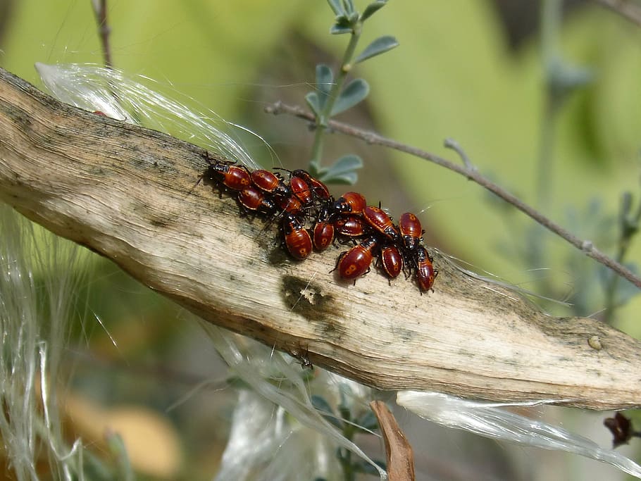 llavor, errors, escarabat, taronja, insecte, animals a la natura, fauna animal, temes d'animals, un animal, dia, cap gent, primer pla, naturalesa, colònia, animal, invertebrat, centrar-se en primer pla, vermell, planta, menjar i beguda, menjar, arbre, a l'aire lliure, creixement, 2K