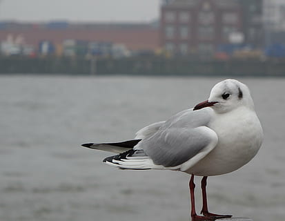 gabbiano, diva, uccello, mare, animale, natura, uccello di mare, spiaggia, acqua, vertebrato, temi animali, animali allo stato selvatico, fauna selvatica, concentrarsi sulle conoscenze acquisite, appollaiati, un animale, giorno, nessuno, all'aperto, avvicinamento, 2K, CC0, dominio pubblico, privo di copyright