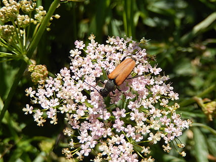 biller, insekt, makro, natur, blomst, blomstrende plante, plante, friskhed, vækst, skrøbelighed, skønhed i naturen, sårbarhed, tæt på, dag, ingen mennesker, dyreliv, kronblad, dyr i naturen, blomsterhoved, hvirvelløse, dyr, et dyr, udendørs, bestøvning, 2K, CC0, offentligt domæne, royaltyfrie