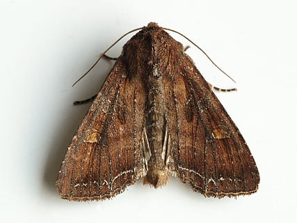 lechuza, polilla, insecto, animal, Fondo blanco, foto de estudio, de cerca, temas de animales, nadie, adentro, pez, vertebrado, marrón, un animal, parte del cuerpo del animal, comida, Mariscos, comida y bebida, naturaleza, longitud total, animales en la naturaleza, frescura, marina, 2K, CC0, dominio público, libre de derechos