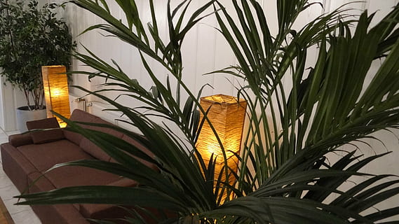 canapea, recepţie, zona de liniste, lămpi, plantă, decor, nici o persoana, creştere, iluminat, natură, culoare portocalie, frunze, în aer liber, echipamente de iluminat, parte a plantelor, copac, a închide, montare pe perete, galben, zi, palmier, Culoarea verde, cer, vedere unghiulară joasă, luminos, frunza de palmier, 4K, CC0, domeniu public, fără drepturi de autor