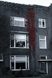 selectiu, fotografia en color, vermell, flors, concret, edifici, gris, blanc, casa, vinyes, maons, finestres, apartament, finestra, exterior de l'edifici, arquitectura, estructura construïda, cap gent, edifici residencial, a l'aire lliure, dia, barri residencial, planta, arbre, naturalesa, funció de construcció de parets, heura, planta enredadera, vista d’angle baix, vidre - material, ciutat, 4K, CC0, domini públic, lliure de regalies