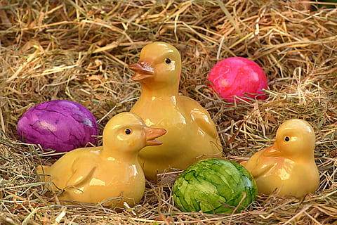 Pasen, Paas eieren, figuur, deco, de lente, vogel, dierlijke thema's, dier, voedsel, viering, jong dier, ei, paasei, geen mensen, jonge vogel, vakantie, vertegenwoordiging, dierlijke representatie, dieren nest, natuur, detailopname, multi gekleurd, eten en drinken, Purper, 2K, CC0, publiek domein, royaltyvrij