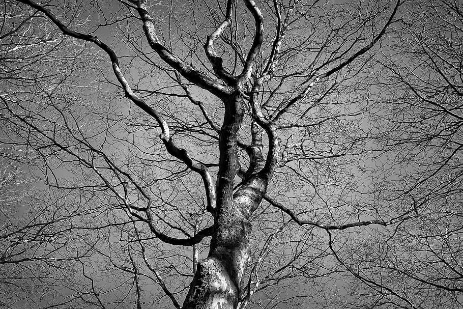 Basso, fotografia in scala di grigi, albero, cima dell'albero, tronco, ramo, albero d'inverno, albero nudo, rami spogli, deciduo, scheletrico, contorni, austero, pianta, Inquadratura dal basso, nessuno, natura, cielo, tronco d'albero, la tranquillità, all'aperto, giorno, bellezza nella natura, pianta morta, scenics - natura, fotogramma intero, sfondi, spaventoso, asciutto, baldacchino di albero, 4K