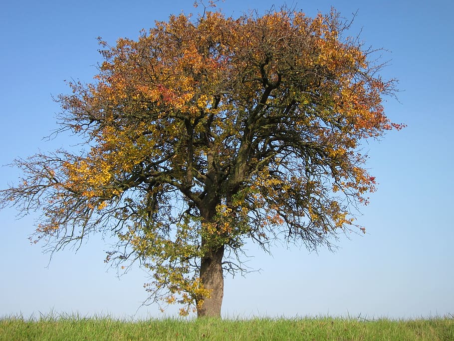 păr, fructe, copac, botanică, floră, fruct, copac, creştere, natură, plantă, frunziş, toamnă, peisaj, cer, în aer liber, rural, peisaje, frunze, scenics, sezon, frumusețe în natură, galben, iarbă, pădure, Culoarea verde, scenă non-urbană, albastru, Schimbare, liniște, mediu inconjurator, nici o persoana, zi, camp, culoare portocalie, teren, ramură, 1080P