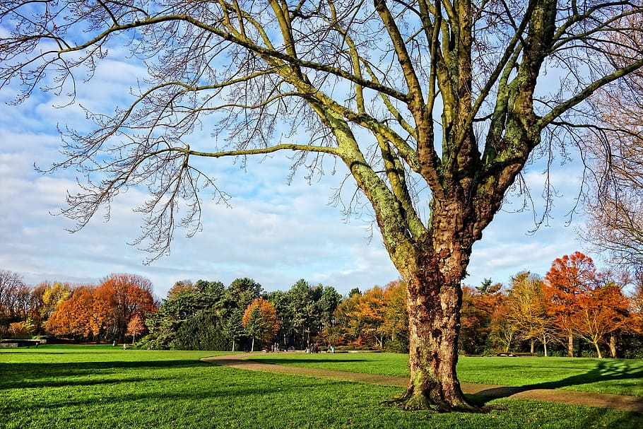verd, fulles, arbre, al costat, camí, branques nues, arbre de tardor, arbre caducifoli, gespa, parc, colors de la tardor, sol, joc d'ombres, planta, escena tranquil·la, bellesa a la natura, paisatge, creixement, tranquil·litat, herba, medi ambient, cel, color verd, escenics - natura, naturalesa, camp, tardor, terra, cap gent, dia, canvi, branca, a l'aire lliure, 4K