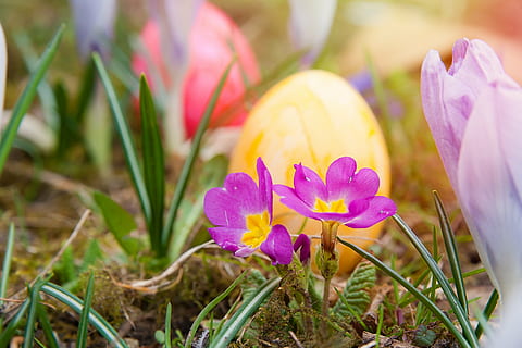 photo en gros plan, deux, fleurs pétales, Pâques, œufs de Pâques, printemps, coloré, Oeuf, Couleur, fleurs, caché, décoratif, pré de fleurs, Prairie, ensoleillement, la nature, crocus, plante, fleur, saison, jaune, feuille, plante à fleurs, fraîcheur, beauté dans la nature, vulnérabilité, fragilité, croissance, fermer, pétale, iris, inflorescence, violet, terre, champ, personne, tête de fleur, journée, en plein air, pollen, parterre de fleurs, 4K, CC0, domaine public, libre de droits