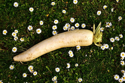 ridikėliai, raphanus, balta, daržovės, radix, šaknis, kryžminiai augalai, brassicaceae, balto alaus ridikas, raphanus sativus var, albus, Daisy, pievos, vienas gyvūnas, nėra žmonių, bananų, Maistas ir gėrimai, dieną, vaisiai, pobūdį, lauke, Iš arti, gyvūnų temos, augalų, gėlė, šviežumas, žydintys augalai, žolė, aukšto kampo vaizdas, žemės, maisto, augimą, sveika mityba, geltona, gyvūnas, 5K, CC0, Viešasis domenas, nemokamai