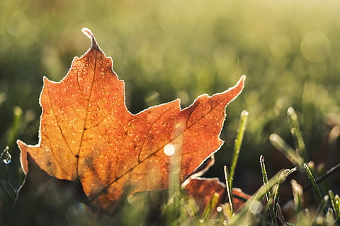 orange, tree leaf, ground, orange tree, Autumn, nature, fall, leaf, season, yellow, outdoors, orange Color, october, forest, close-up, backgrounds, multi Colored, plant, red, beauty In Nature, vibrant Color, brown, maple Tree, gold Colored, tree, change, grass, plant part, maple leaf, day, no people, focus on foreground, growth, selective focus, land, leaf vein, fragility, natural condition, leaves, dew, raindrop, 4K, CC0, public domain, royalty free