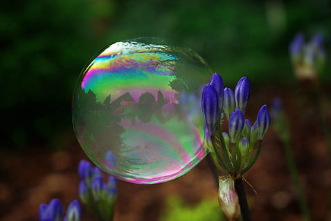 selettivo, messa a fuoco della fotografia macro, viola, fiore petalo, bolla, giglio del Nilo, Germoglio, avvicinamento, foto, bolla di sapone, palla, galleggiante, colorato, fare bolle di sapone, senza peso, sfondo, cielo, nube, soffio, astratto, foresta, fantasia, estate, fragilità, fiore, concentrarsi sulle conoscenze acquisite, natura, vulnerabilità, sfera, multicolore, pianta, nessuno, trasparente, bellezza nella natura, giorno, all'aperto, acqua, fauna selvatica, animali allo stato selvatico, riflessione, pianta fiorita, marino, 2K, CC0, dominio pubblico, privo di copyright