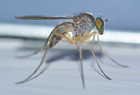 insetto, natura, ditteri, sciapus, pallens, animale, avvicinamento, temi animali, un animale, fauna selvatica, invertebrato, animali allo stato selvatico, ala animale, parte del corpo animale, messa a fuoco selettiva, nessuno, occhio, giorno, volare, occhio animale, macro, blu, all'aperto, gamba animale, testa di animale, 2K, CC0, dominio pubblico, privo di copyright