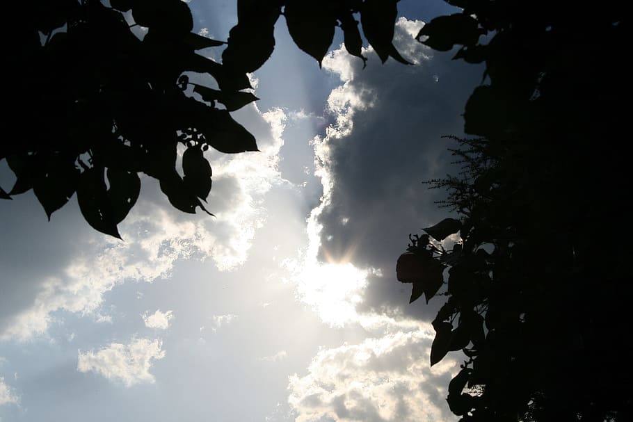 sol, skyer, lys, sol på skyer, himmel, glimmer, kantning, træ, silhuet, natur, udendørs, sollys, sky - himmel, sommer, skønhed i naturen, vejr, scenics, dag, blå, Skov, sort farve, ingen mennesker, lav vinkel visning, blad, ro, plante del, plante, scenics - natur, solnedgang, cloudscape, baggrundsbelyst, direkte under, 4K