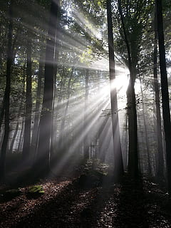 photography, forest, daytime, daylight, sunbeam, rays, sun, tyndall effect, autumn mood forest, tree, nature, woodland, no people, plant, land, sunlight, tranquility, beauty in nature, tree trunk, trunk, tranquil scene, streaming, day, non-urban scene, scenics - nature, growth, fog, outdoors, lens flare, 2K, CC0, public domain, royalty free