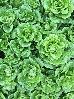 verdures, camp, camps de vegetals, color verd, marc complet, fons, alimentació saludable, vegetals, frescor, cap gent, menjar i beguda, benestar, menjar, creixement, primer pla, part de la planta, full, planta, naturalesa, vista d’angle alt, dia, enciam, directament a sobre, menjar vegetarià, 2K, CC0, domini públic, lliure de regalies