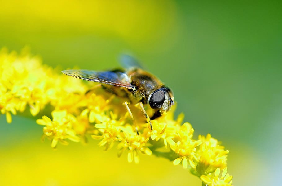 Schwebeflug, Insekt, schließen, Tier, Natur, Makro, fliegen, Sommer-, Schwebfliege, Tagebuch, Biene, wirbellos, Tierthemen, blühende Pflanze, Tierwelt, Blume, ein Tier, Tiere in freier Wildbahn, Gelb, Pflanze, Blütenblatt, Frische, Nahansicht, Schönheit in der Natur, Blütenkopf, Zerbrechlichkeit, Bestäubung, keine Leute, Frühling, draußen, Pollen, 4K