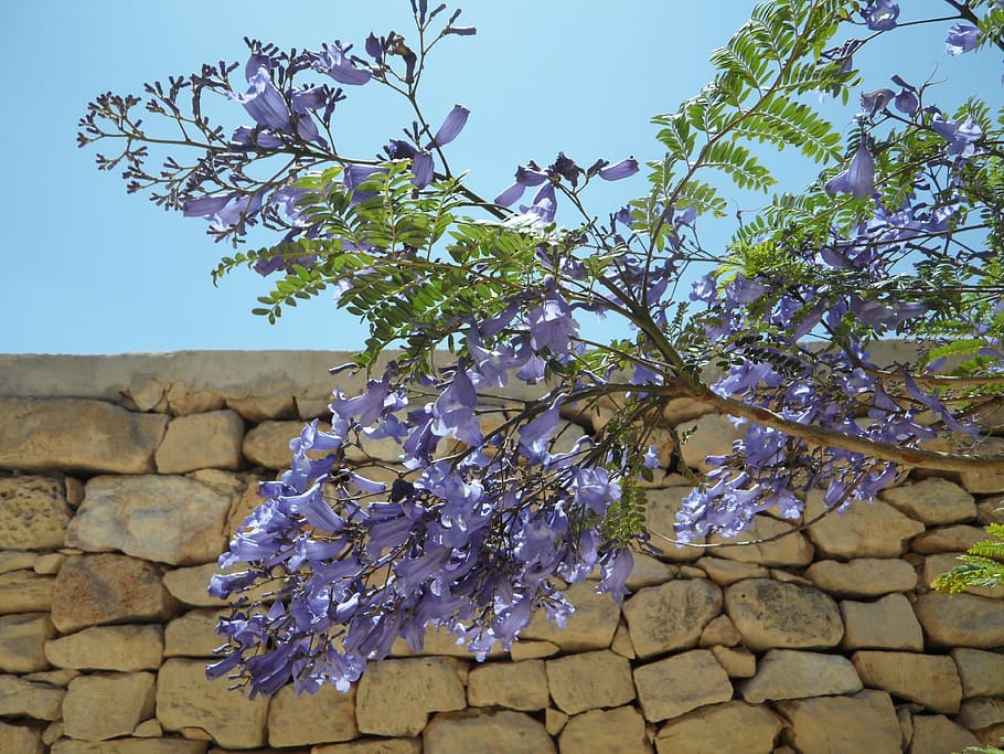 jacaranda, albero, fiorire, fioritura, arioso, leggermente, pennate, natura, fiore, pianta, all'aperto, blu, cielo, caratteristica della parete, nessuno, crescita, pianta fiorita, bellezza nella natura, freschezza, fragilità, giorno, Inquadratura dal basso, vulnerabilità, primavera, ramo, architettura, struttura costruita, muro di pietra, viola, 4K