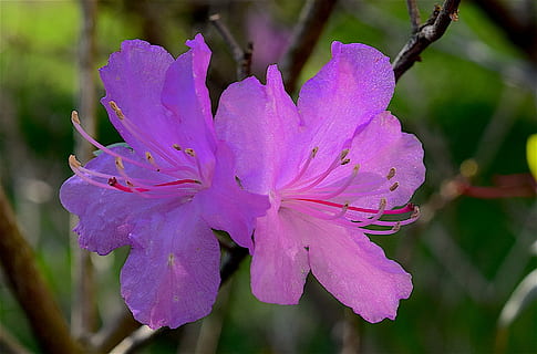 Flower, Azalea, Spring, Bloom, Pink, spring, bloom, nature, blossom, plant, garden, flora, color, petal, natural, colorful, bright, beauty in nature, fragility, flowering plant, vulnerability, inflorescence, freshness, close-up, growth, flower head, pink color, focus on foreground, pollen, stamen, purple, day, no people, springtime, outdoors, 1080P, CC0, public domain, royalty free