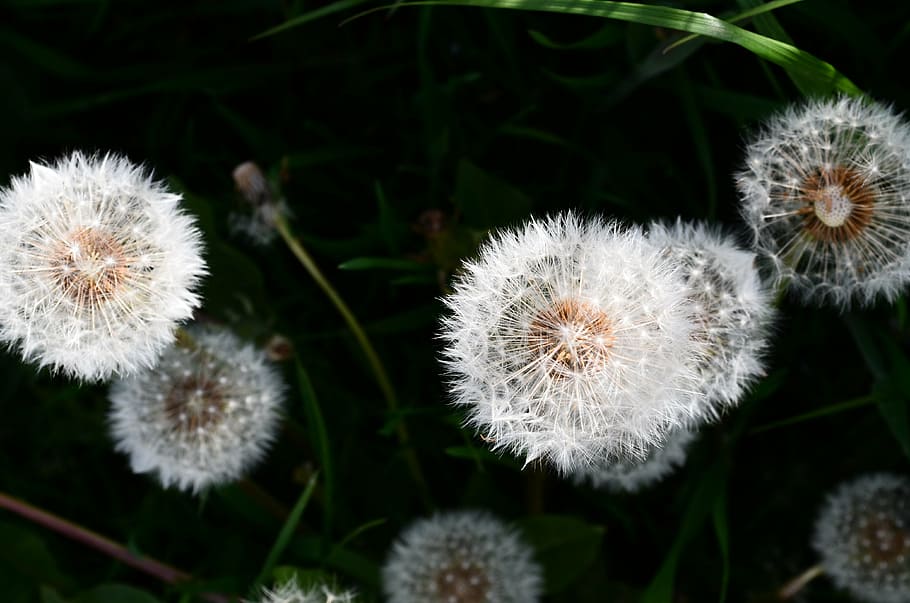 blomst, lys, skygge, lys og skygge, skyggespil, plante, lethed, filigran, baglygte, friskhed, tæt på, vækst, natur, skønhed i naturen, fokus på forgrunden, blomstrende plante, ingen mennesker, dag, skrøbelighed, sårbarhed, mælkebøtte, blomsterhoved, blomsterstand, hvid farve, udendørs, jord, Mark, blødhed, mælkebøtte frø, strittende, 4K