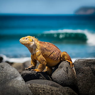 groc, iguana, roques, durant el dia, selectiu, focalitzar la fotografia, taronja, rock, llangardaix, platja, onada, mar, oceà, còdols, boulder, fauna, naturalesa, bonic, ecuador, illa, increïble, sòlid, rock - object, aigua, animal, fauna animal, rèptil, animals a la natura, temes d'animals, cap gent, un animal, vertebrats, centrar-se en primer pla, terra, horitzó sobre l’aigua, cel, a l'aire lliure, marí, 2K, CC0, domini públic, lliure de regalies