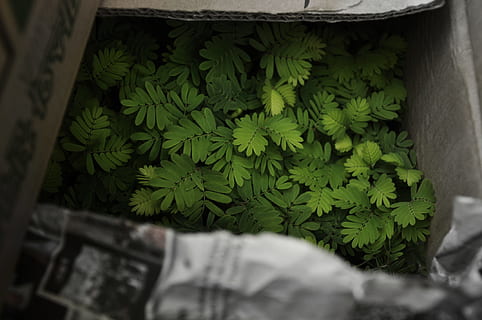 doble, plantes compostes, Caixa, planta de fulla verda, plantes, planta, full, color verd, naturalesa, herba, creixement, dia, cap gent, a l'aire lliure, primer pla, part de la planta, enfocament selectiu, arquitectura, bellesa a la natura, porta, entrada, paper, planta en test, material de fusta, contenidor, 1080P, CC0, domini públic, lliure de regalies
